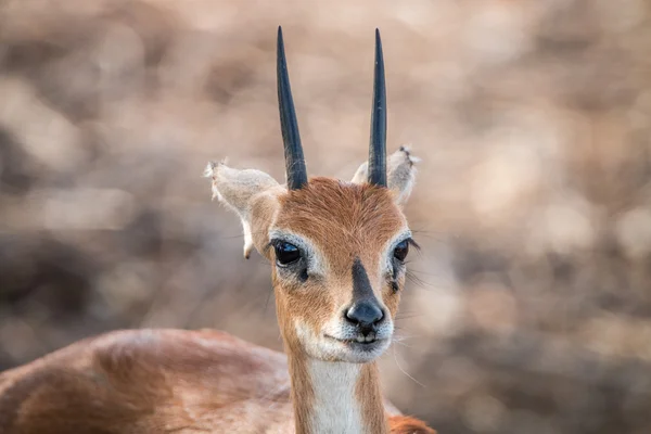 Steenbok 크루 거 국립 공원에 출연. — 스톡 사진