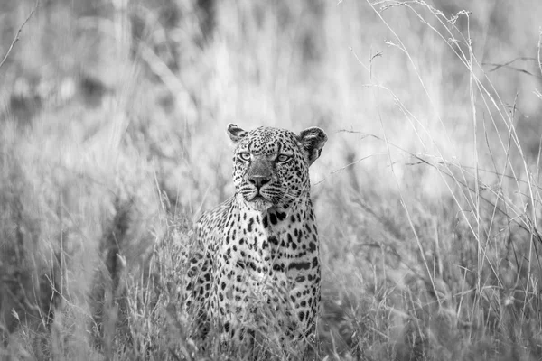 Leopardo na grama em preto e branco no Parque Nacional Kruger . — Fotografia de Stock