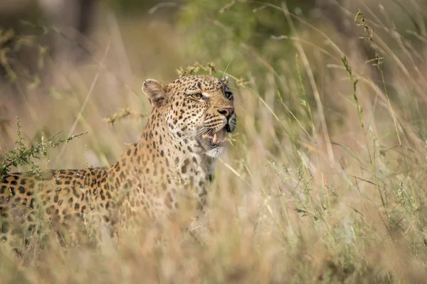 Leopard im Gras im Kruger Nationalpark. — Stockfoto