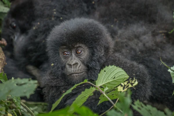 Bebé gorila de montaña en el Parque Nacional Virunga . — Foto de Stock