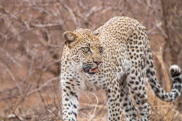 Leopard läuft im Kruger Nationalpark auf Kamera zu. — Stockfoto