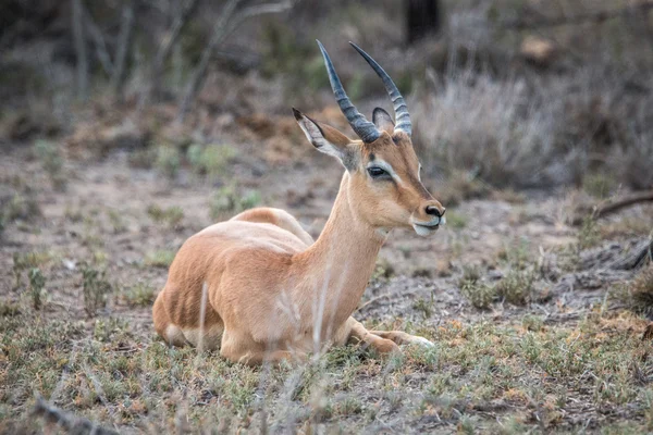 Impala protagonista nel Parco Nazionale di Kruger . — Foto Stock