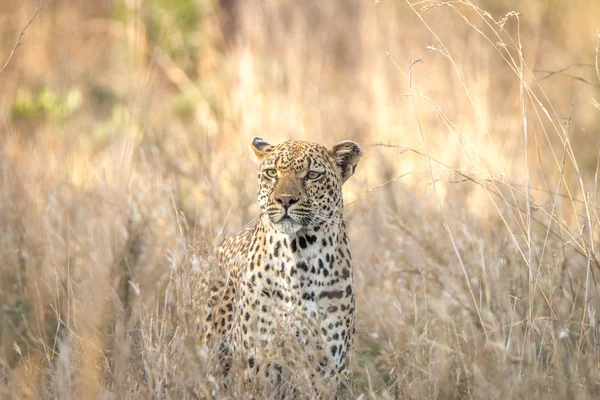 Leopard im Gras im Kruger Nationalpark. — Stockfoto