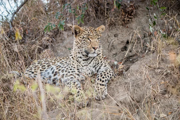 Leopard a Sabi homok főszereplője. — Stock Fotó