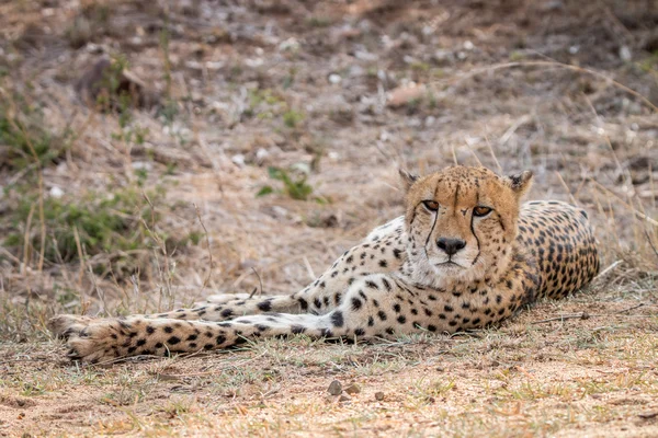Kruger National Park içinde döşeme çita. — Stok fotoğraf