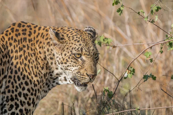 Seitenprofil eines Leoparden im Kruger Nationalpark. — Stockfoto
