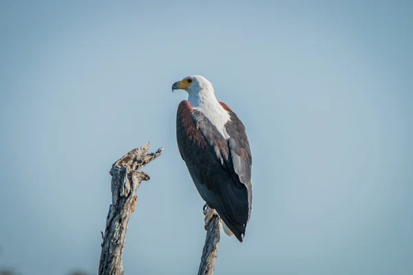 Águila pescadora africana en una rama en el Parque Nacional Kruger . — Foto de Stock