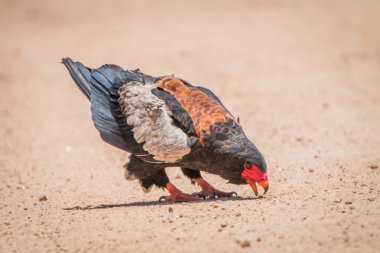 Bateleur kartal Kruger Milli Parkı'nda yolda.
