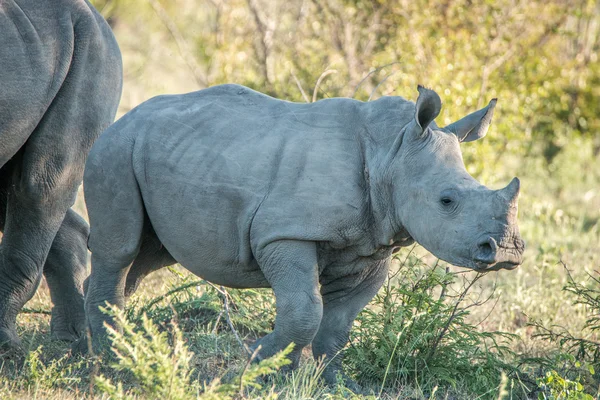 Baby White rhino in het Kruger Nationaal Park. — Stockfoto