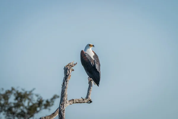 Águila pescadora africana en una rama en el Parque Nacional Kruger . — Foto de Stock