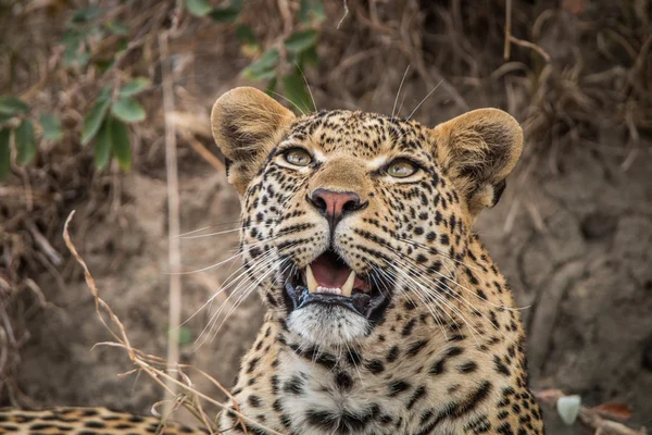 Leopard schaut im Sabi-Sand auf. — Stockfoto