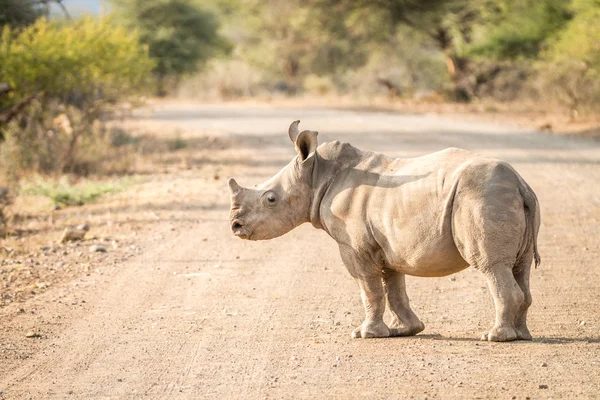 Bambino Rinoceronte bianco sulla strada nel Parco Nazionale di Kruger . — Foto Stock