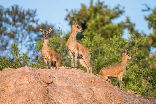 Három Klipspringer a sziklák a Kruger Nemzeti Park. — Stock Fotó