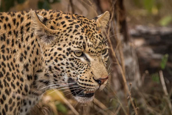 Side profile of a Leopard in the Sabi Sands. — Stock Photo, Image