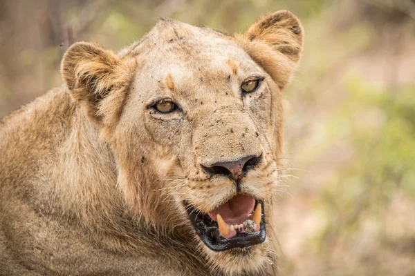 León protagonizado por el Parque Nacional Kruger . —  Fotos de Stock