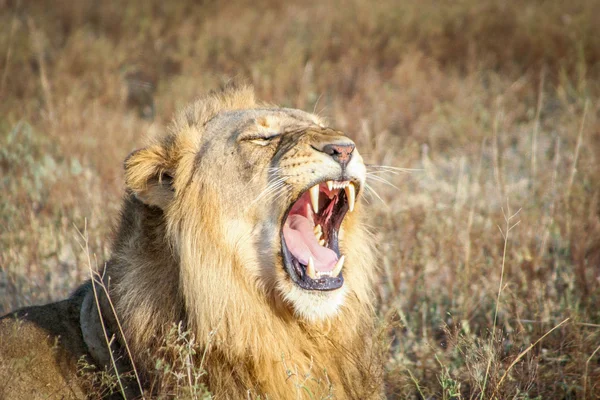 León bostezante en las arenas de Sabi . —  Fotos de Stock