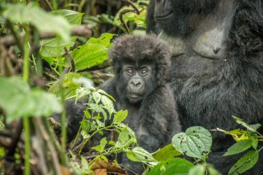 Bebek dağ goril Virunga Milli Parkı'nda yıldızı.