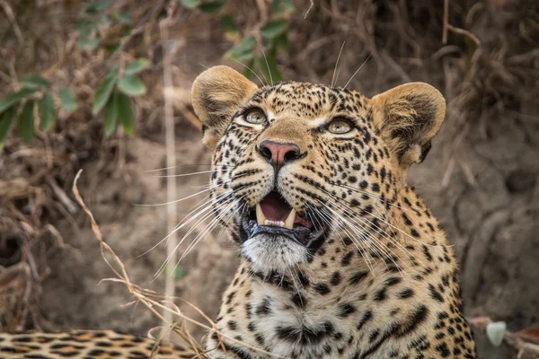 Léopard levant les yeux dans les Sabi Sands . — Photo