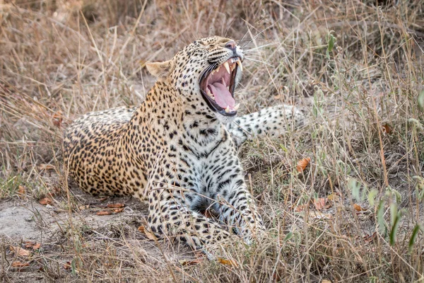 Leopardo bostezante en las arenas de Sabi . —  Fotos de Stock