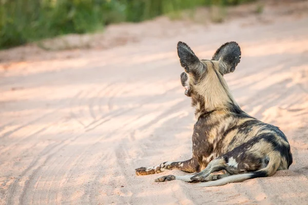 Cão selvagem africano deitado na areia no Parque Nacional Kruger . — Fotografia de Stock