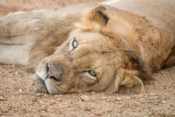 Lion om i Kapama Game Reserve. — Stockfoto