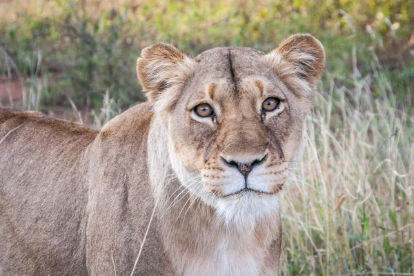 Mit Löwin im Selati-Wildreservat. — Stockfoto