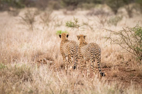 Dva gepardi odcházet v Kruger National Park. — Stock fotografie