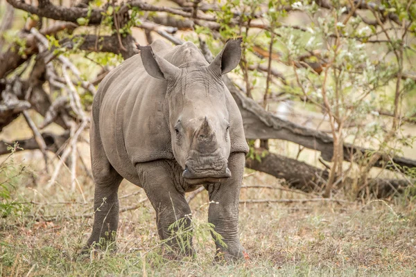 Starring baby White rhino in the Kruger National Park. — Stock Photo, Image