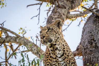 Leopar bir ağacında Sabi Sands, Güney Afrika.