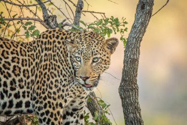 Leopar ağaçta Kruger National Park.