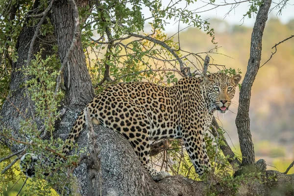 Леопард на дереве в Национальном парке Крюгера . — стоковое фото
