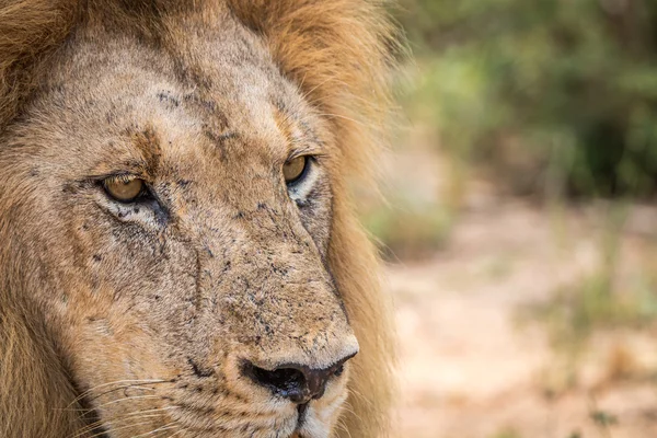 Leone protagonista nel Parco Nazionale di Kruger . — Foto Stock