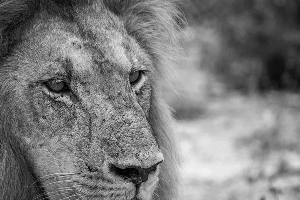 Starring Lion in black and white in the Kruger National Park. — Stock Photo, Image