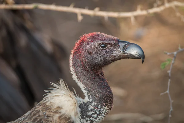 Maldito abutre branco no Parque Nacional Kruger. . — Fotografia de Stock