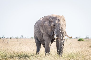 Fil çim Kruger National Park.