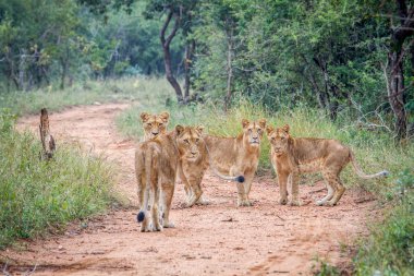Grup genç aslanlar Kapama Game Reserve yıldızı.