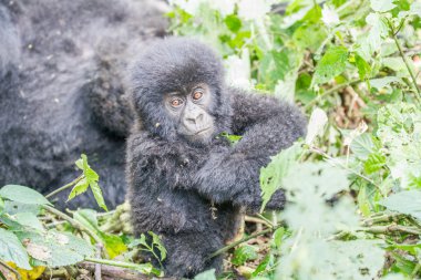 Bebek gümüş sırtlı dağ goril Virunga Milli Parkı.