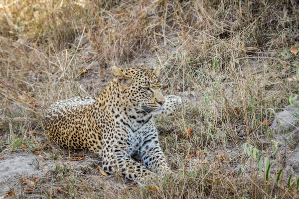 Luipaard leggen in het gras in de Sabi Sands. — Stockfoto