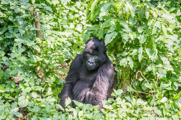 Silverback gorilla di montagna seduto nel Parco Nazionale del Virunga . — Foto Stock