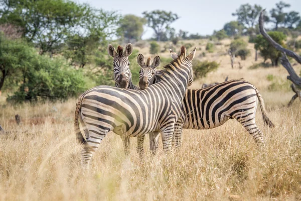 Склеювання зебр в Національний парк Крюгера. — стокове фото