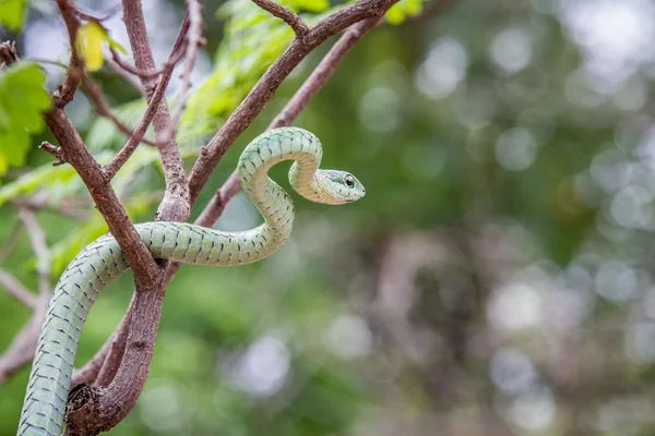 Grön mamba i ett träd. — Stockfoto