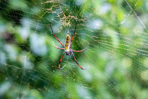 Araignée orbe d'or femelle dans une toile dans la réserve de gibier Selati . — Photo