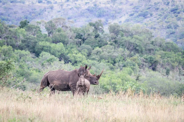 Annesi beyaz rhino genç çim ile. — Stok fotoğraf