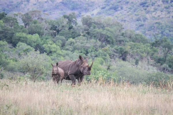 Annesi beyaz rhino ile genç yıldızı. — Stok fotoğraf