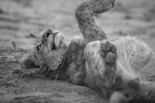 Filhote de leão deitado na sujeira em preto e branco . — Fotografia de Stock