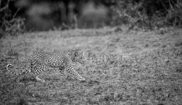 Bebek Leopard siyah beyaz yürüyüş. — Stok fotoğraf