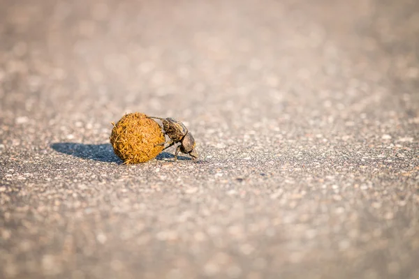 A Dung beetle rolling a ball of dung on the road. — Stock Photo, Image
