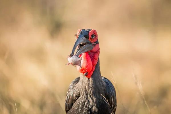 Södra ground hornbill med en regn groda döda. — Stockfoto