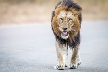 Kruger National Park kameraya doğru yürüyüş erkek aslan.