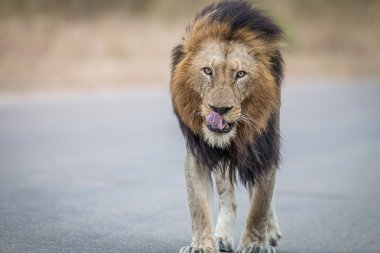 Kruger National Park kameraya doğru yürüyüş erkek aslan.